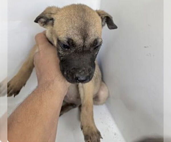 Medium Photo #1 Black Mouth Cur-Unknown Mix Puppy For Sale in Houston, TX, USA