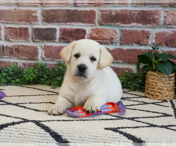 Medium Photo #15 Labrador Retriever Puppy For Sale in SYRACUSE, IN, USA