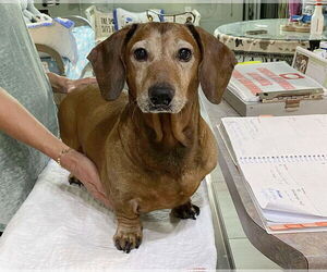 Dachshund Dogs for adoption in Benton, LA, USA