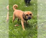 Small Puggle