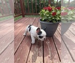 Small Photo #46 French Bulldog Puppy For Sale in KANSAS CITY, MO, USA