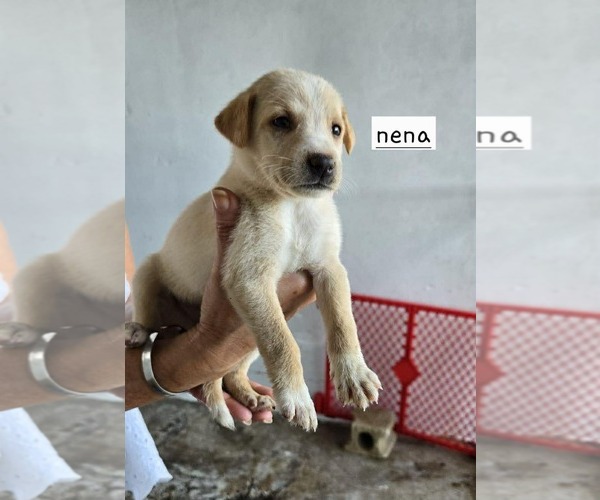 Medium Photo #2 Chihuahua-Labrador Retriever Mix Puppy For Sale in Virginia Beach, VA, USA