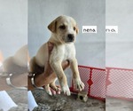 Small #1 Chihuahua-Labrador Retriever Mix