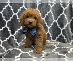 Small #8 Goldendoodle (Miniature)