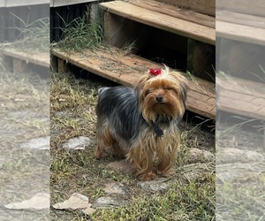 Mother of the Yorkshire Terrier puppies born on 06/08/2025