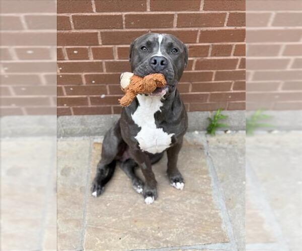 Medium Photo #1 American Bulldog Puppy For Sale in Toronto, Ontario, Canada