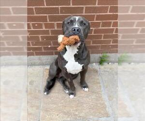 American Bulldog Dogs for adoption in Toronto, Ontario, Canada