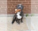 Small American Bulldog