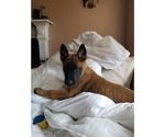 Small Photo #5 Belgian Malinois Puppy For Sale in KATY, TX, USA
