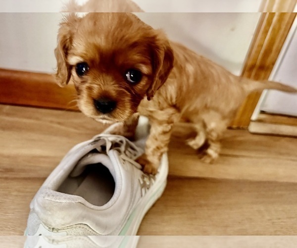 Medium Photo #12 Cavalier King Charles Spaniel Puppy For Sale in KANSAS CITY, MO, USA