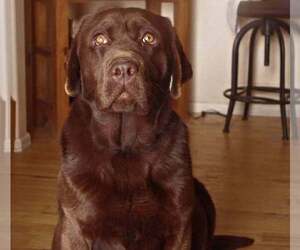 Mother of the Labrador Retriever puppies born on 01/06/2026