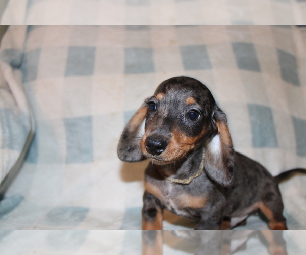 Medium Photo #4 Dachshund Puppy For Sale in BLMGTN, IN, USA