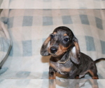 Small #3 Dachshund