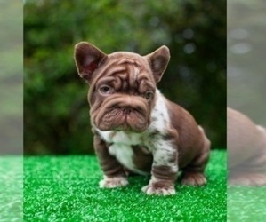 French Bulldog Puppy for sale in CALABASAS, CA, USA