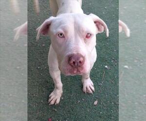 Mutt Dog for Adoption in Woodland, California USA