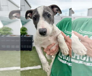 American Pit Bull Terrier-Coonhound Mix Dogs for adoption in GILBERTS, IL, USA