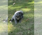 Puppy Gemma Olde English Bulldogge