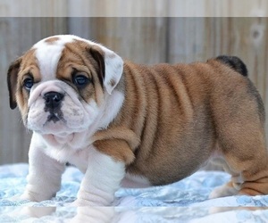 Medium English Bulldog