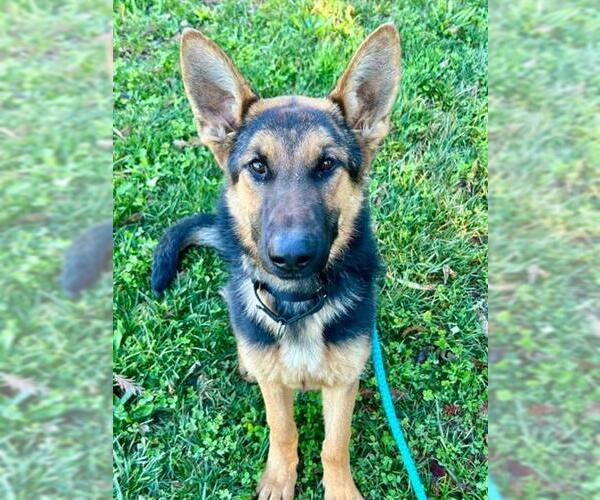 Medium Photo #1 German Shepherd Dog Puppy For Sale in Sacramento, CA, USA