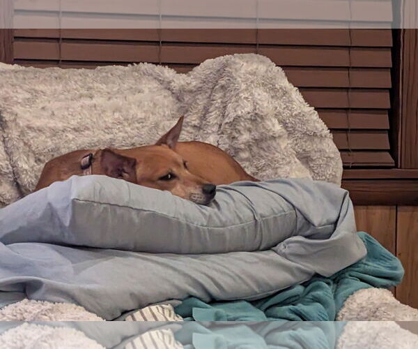 Medium Photo #3 Labrador Retriever-Unknown Mix Puppy For Sale in Aurora, CO, USA