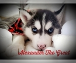 Small Photo #1 Siberian Husky Puppy For Sale in LEHIGHTON, PA, USA