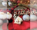 Small Photo #6 Shih Tzu Puppy For Sale in NAPLES, FL, USA