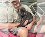 Small Photo #21 Rotticorso Puppy For Sale in REEVESVILLE, SC, USA