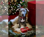Small #7 Staffordshire Bull Terrier Mix