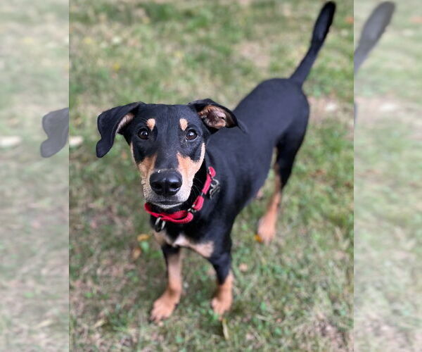 Medium Photo #8 Miniature Pinscher-Unknown Mix Puppy For Sale in Wakefield, RI, USA