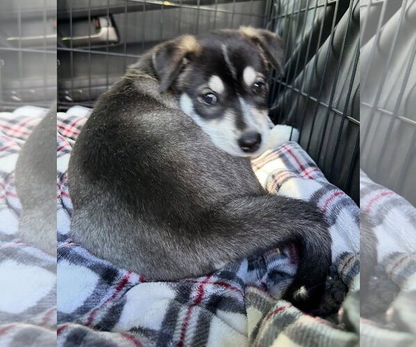 Medium Photo #3 Labsky Puppy For Sale in Alexander, AR, USA