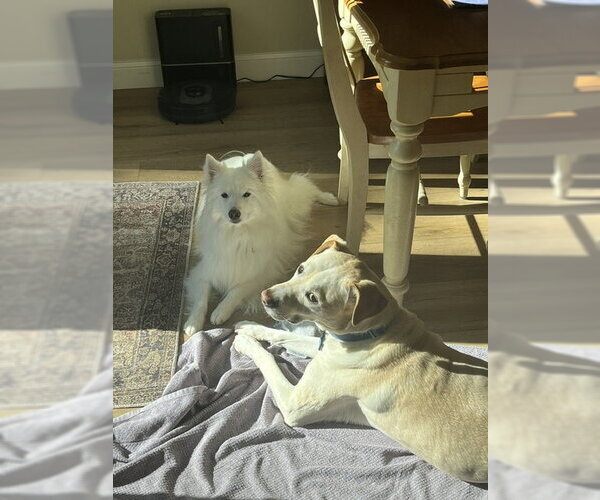 Medium Photo #2 American Eskimo Dog Puppy For Sale in Pikesville, MD, USA