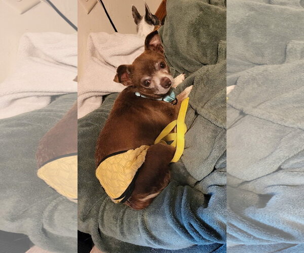 Medium Photo #3 Chihuahua-Unknown Mix Puppy For Sale in New London, WI, USA