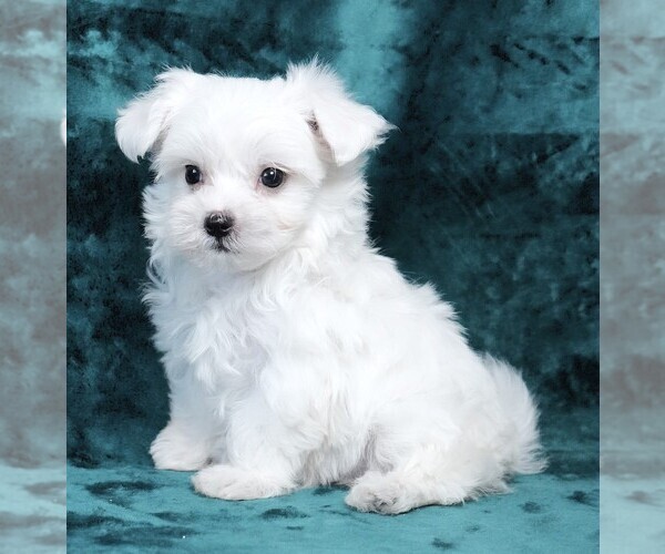 Medium Photo #2 Maltese Puppy For Sale in ROCK VALLEY, IA, USA