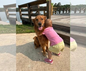 Father of the Golden Retriever puppies born on 05/13/2026