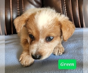 Australian Cattle Dog-Texas Heeler Mix Puppy for sale in RUSSELLVILLE, KY, USA