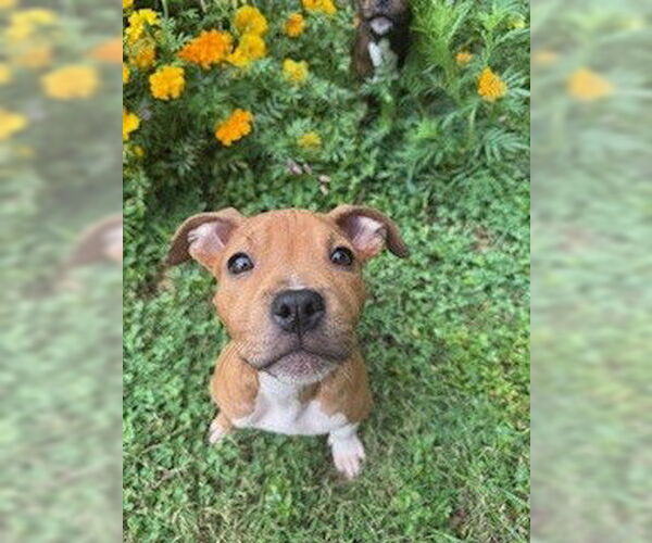 Medium Photo #1 American Pit Bull Terrier-Unknown Mix Puppy For Sale in Louisville, KY, USA