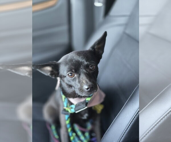Medium Photo #12 Chihuahua Puppy For Sale in Sandy, UT, USA
