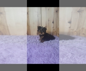 Yorkshire Terrier Puppy for sale in BREMEN, IN, USA