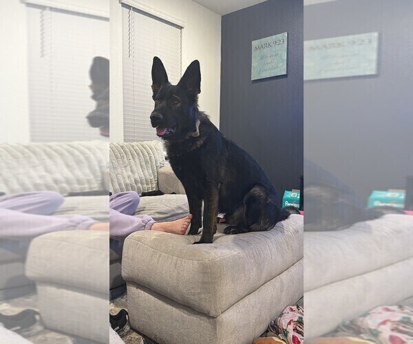 Medium Photo #1 German Shepherd Dog Puppy For Sale in BRIGHTON, CO, USA