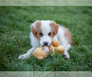 English Shepherd Puppy for sale in BLOUNTVILLE, TN, USA