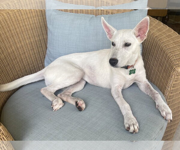 Medium Photo #3 - Mix Puppy For Sale in Hoffman Estates, IL, USA