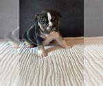 Puppy Moomoo French Bulldog
