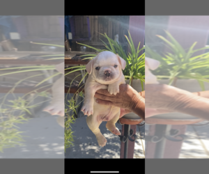 French Bulldog Puppy for sale in LANCASTER, CA, USA