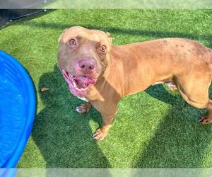 Medium American Pit Bull Terrier