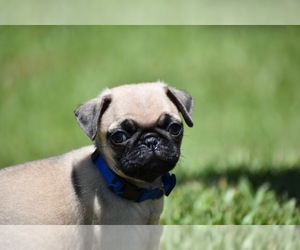 Pug Puppy for sale in PALM COAST, FL, USA