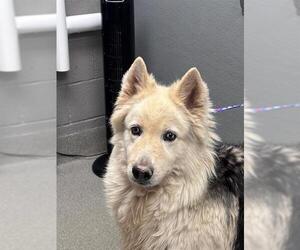 Siberian Husky-Unknown Mix Dogs for adoption in Las Vegas, NV, USA