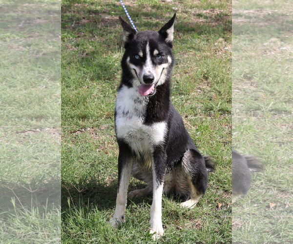 Medium Photo #4 Siberian Husky-Unknown Mix Puppy For Sale in Bandera, TX, USA