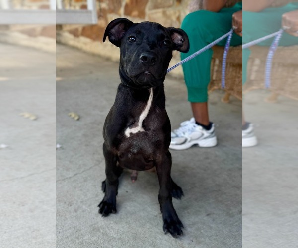 Medium Photo #2 American Pit Bull Terrier-Unknown Mix Puppy For Sale in Germantown, OH, USA