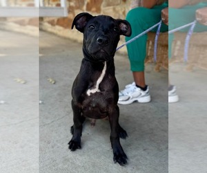 Baron Von Bark - Male American Pit Bull Terrier-Unknown Mix Dog for Adoption - Photo #2