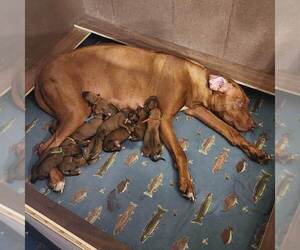 Rhodesian Ridgeback Litter for sale in YOUNGWOOD, PA, USA